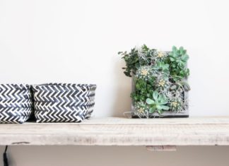 DIY vetplantjes schilderij