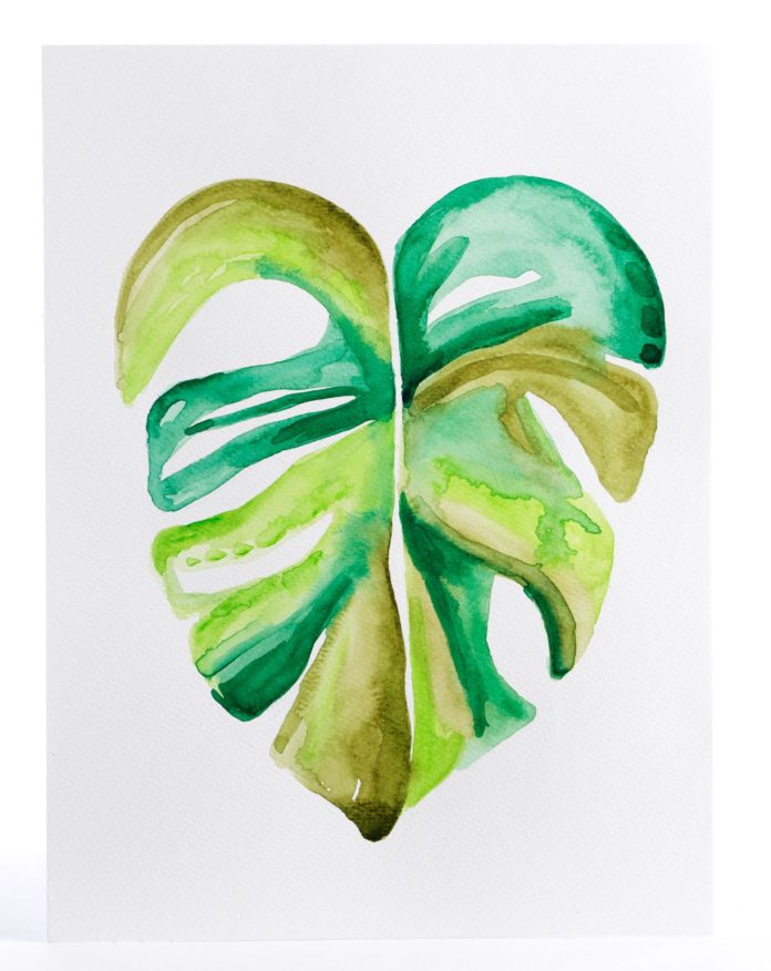 monstera
