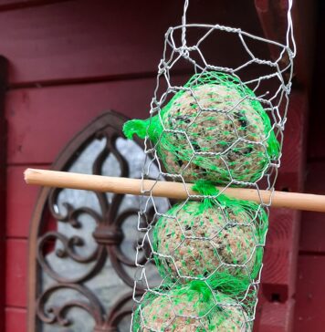 vetbollenkorfje voor de vogels maken vetbollenkorfje voor de vogels maken
