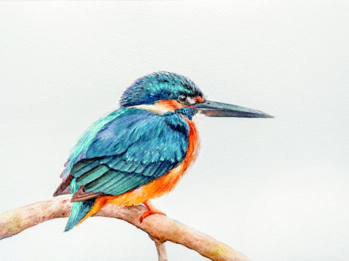 ijsvogel
